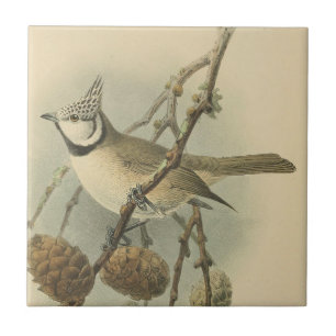 Vintage-Illustration der Haubenmeise Fliese