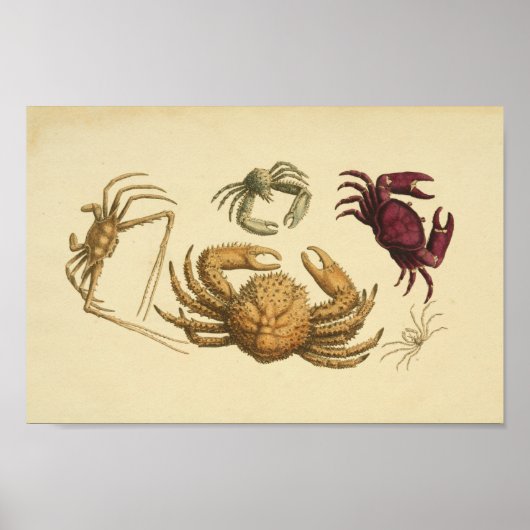 Vintage Illustration der Krebserkunst Poster (Vorne)