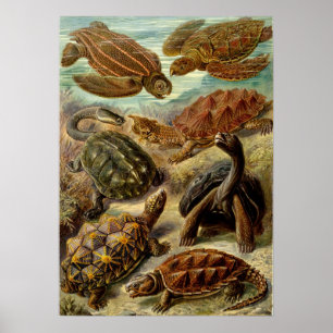 Vintage-Illustration der Landschildkröten Poster