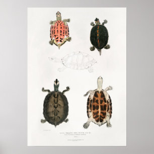 Vintage-Illustration der Landschildkröten/Schildkr Poster