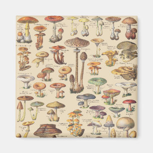 Vintage Illustration der Pilze Magnet
