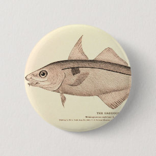 Vintage Illustration der Schellfische Button