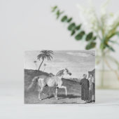 Vintage Illustration des Arabianischen Pferdes Postkarte (Stehend Vorderseite)