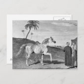 Vintage Illustration des Arabianischen Pferdes Postkarte (Vorne/Hinten)