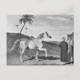 Vintage Illustration des Arabianischen Pferdes Postkarte