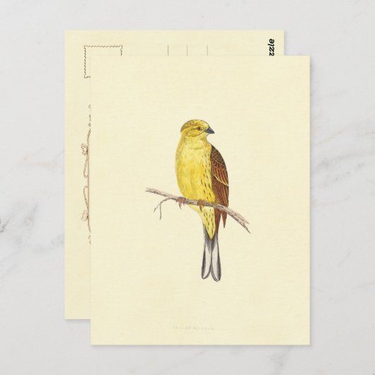 Vintage Illustration des Gelbhammers Postkarte (Vorne/Hinten)