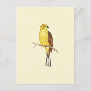 Vintage Illustration des Gelbhammers Postkarte