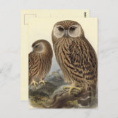 Vintage Illustration des Laughing Owl Postkarte (Vorne/Hinten)