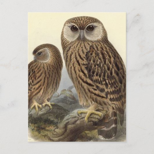 Vintage Illustration des Laughing Owl Postkarte (Vorderseite)