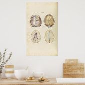 Vintage Illustration des menschlichen Gehirns Poster (Küche)