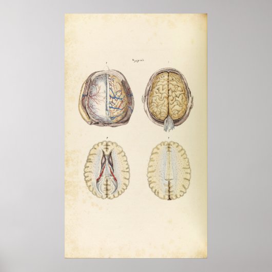 Vintage Illustration des menschlichen Gehirns Poster (Vorne)