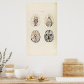 Vintage Illustration des menschlichen Gehirns Poster (Küche)