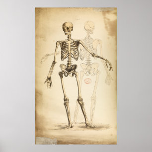 Vintage Illustration des menschlichen Skeletts Poster