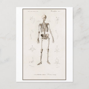 Vintage Illustration des menschlichen Skeletts Postkarte