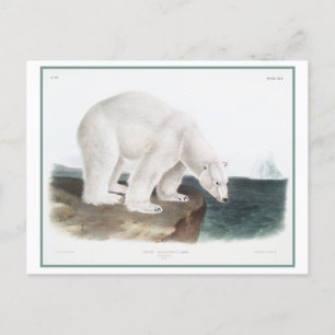 Vintage Illustration des Polarbären Postkarte