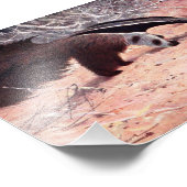 Vintage Illustration des Riesenanteaters. Fotodruck (Ecke)