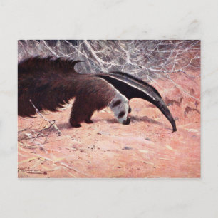 Vintage Illustration des Riesenanteaters. Postkarte