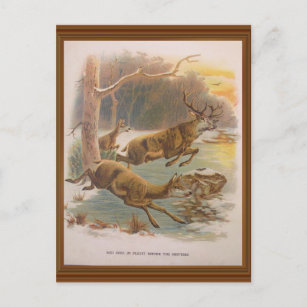 Vintage Illustration des Roten Hirsches Kunstwerk  Postkarte