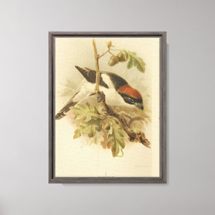 Vintage-Illustration des Rotkopfwürgers Leinwanddruck