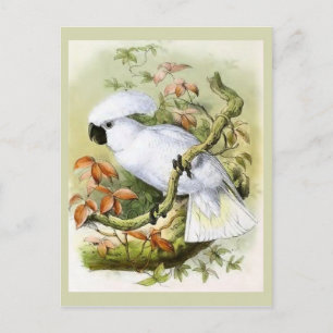 Vintage Illustration des von Schwefel gekreuzten K Postkarte