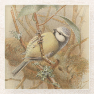 Vintage-Illustration einer Blaumeise Glasuntersetzer