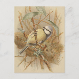 Vintage-Illustration einer Blaumeise Postkarte