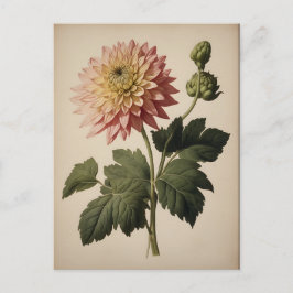 Vintage Illustration einer Dahlie  Postkarte