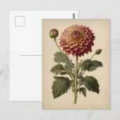 Vintage-Illustration einer Dahlie Postkarte (Vorne/Hinten)