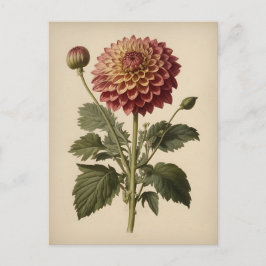 Vintage-Illustration einer Dahlie Postkarte
