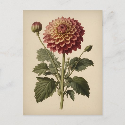 Vintage-Illustration einer Dahlie Postkarte (Vorderseite)