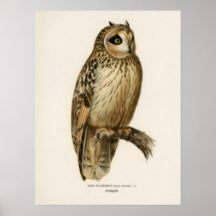 Vintage-Illustration einer Eule Poster