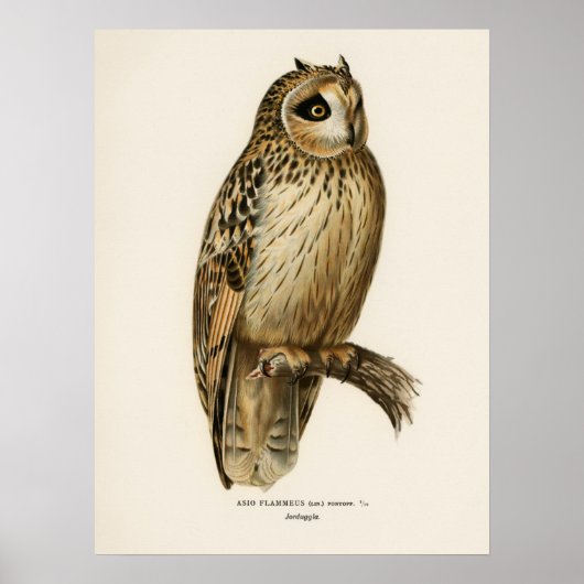 Vintage-Illustration einer Eule Poster (Vorne)