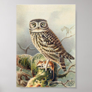 Vintage-Illustration einer Eule Poster