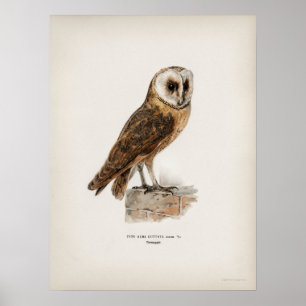 Vintage-Illustration einer Eule Poster