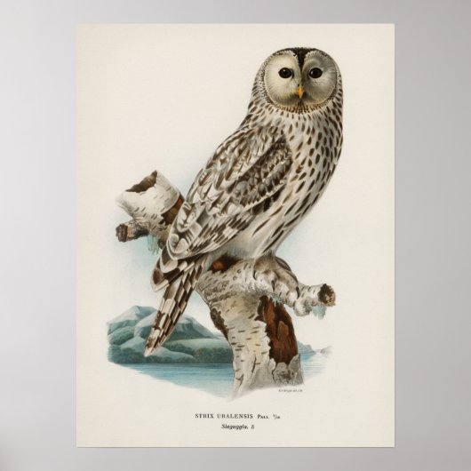 Vintage-Illustration einer Eule Poster (Vorne)
