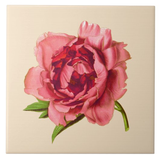 Vintage Illustration einer Großen Korallenrosa-Peo Fliese (Vorderseite)