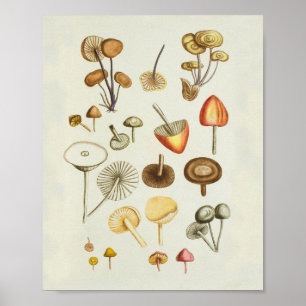 Vintage-Illustration einer Pilzsammlung Poster
