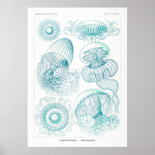 Vintage-Illustration einer Qualle Poster