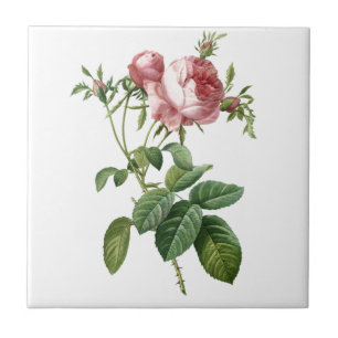 Vintage-Illustration einer rosa Rose, Redoute Fliese
