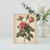 Vintage-Illustration einer Rose Postkarte (Stehend Vorderseite)