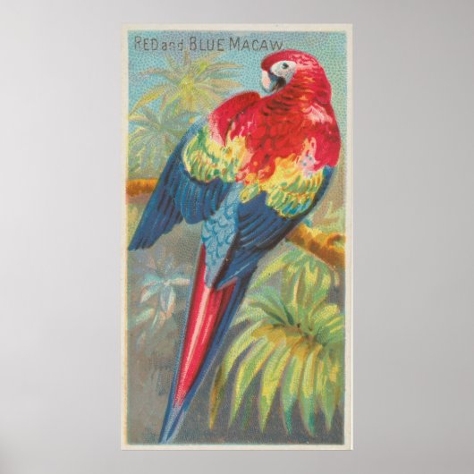 Vintage Illustration eines Ara Parrot (1889) Poster (Vorne)