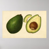 Vintage Illustration eines Avocado 2 Poster (Vorne)