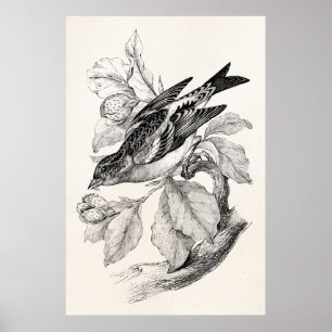 Vintage- Illustration eines Bergfinken aus dem 19. Poster