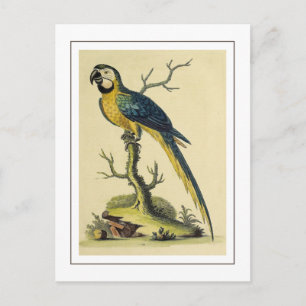 Vintage-Illustration eines blauen und gelben Papag Postkarte