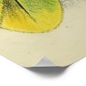 Vintage Illustration eines grünen Papagei (1901) Poster (Ecke)