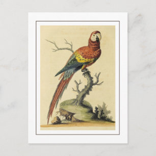 Vintage-Illustration eines scharlachroten Aras Postkarte