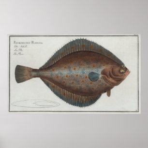 Vintage Illustration eines Scholle-Fisches (1785) Poster