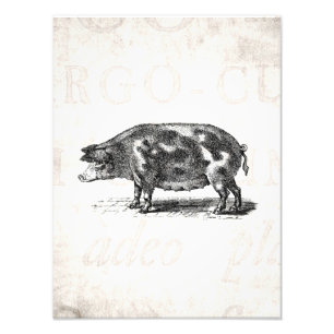 Vintage-Illustration eines Schweins auf altem Papi Fotodruck