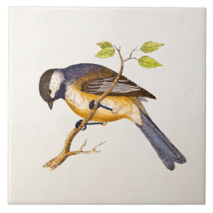 Vintage Illustration eines Singvogels - Vögel aus Fliese