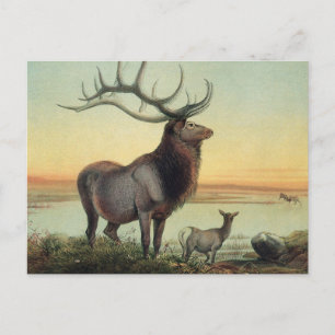 Vintage-Illustration eines Wapiti-Hirschs aus dem Postkarte